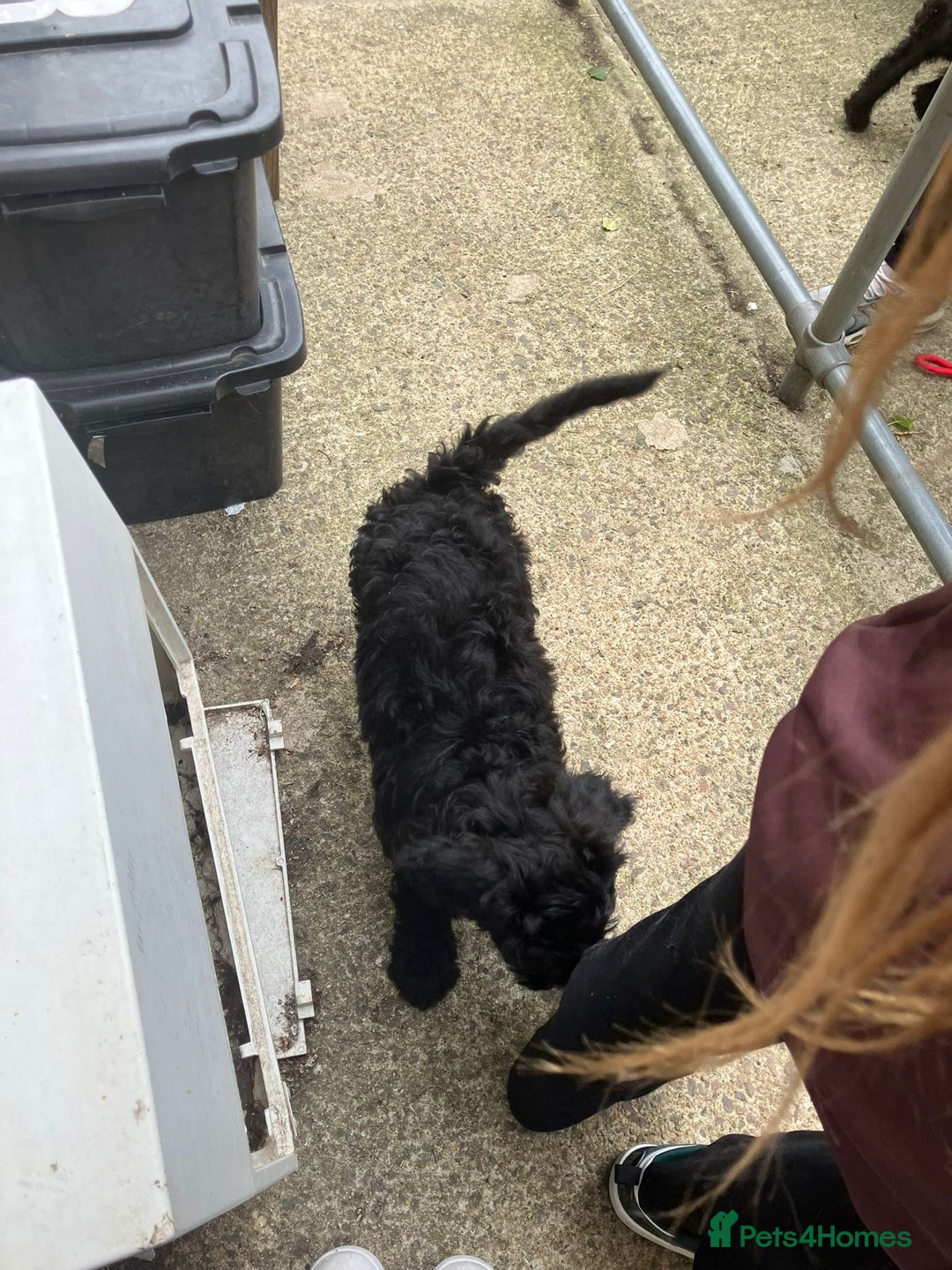 Mixed Breed dogs for sale: Shepadoodles - Image 5