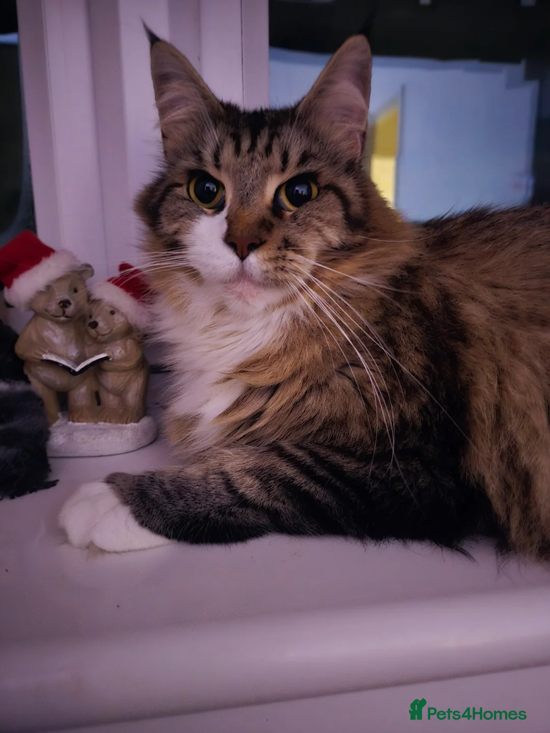 Maine Coon cats for sale: 5 adorable maine coon kittens - Advert 13