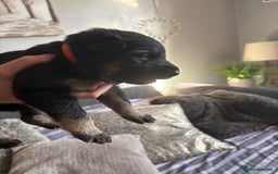 German Shepherd dogs for sale: German Shepherd puppies  - Image 10