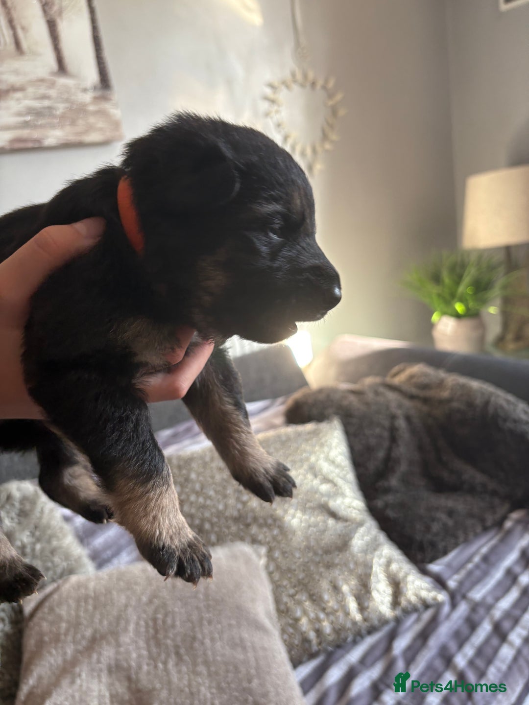 German Shepherd dogs for sale: German Shepherd puppies  - Image 10