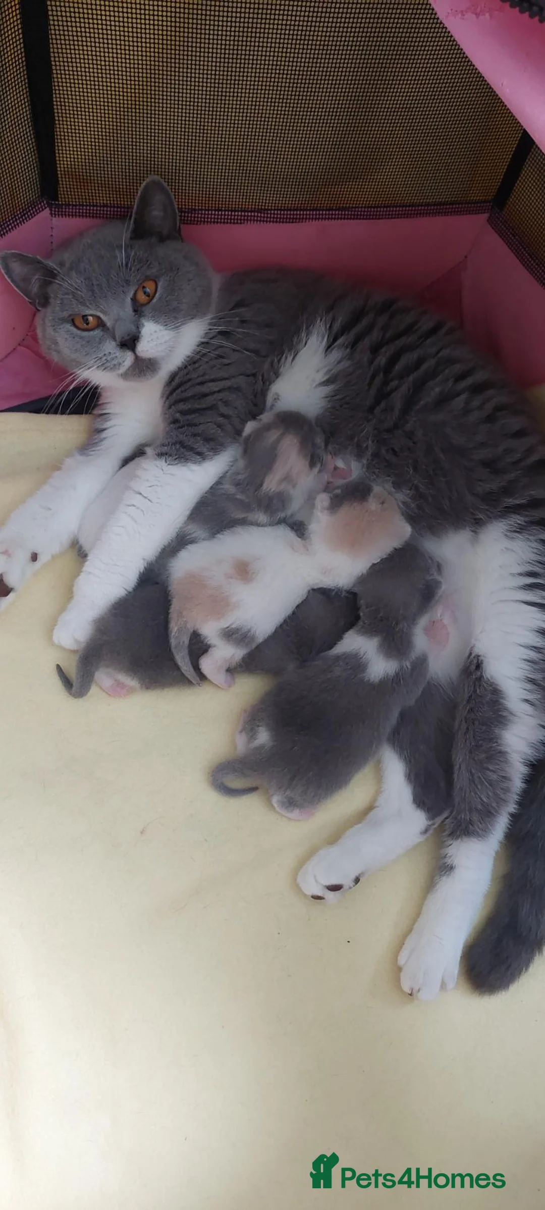 British Shorthair cats for sale: 5 GCCF REGISTERED KITTENS - Advert 2