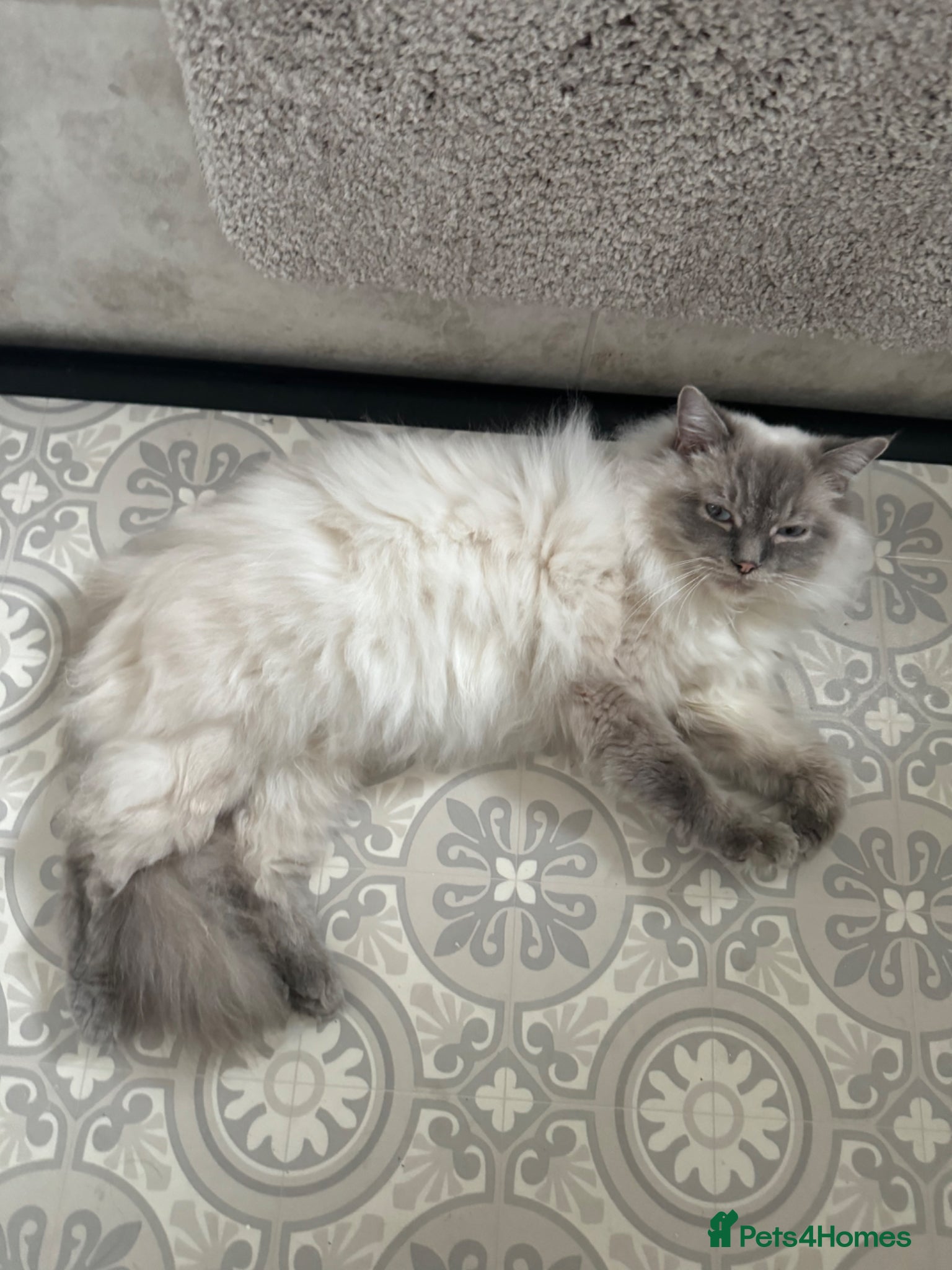 Ragdoll cats for sale: Stunning 1/2 ragdoll babies.  - Advert 14