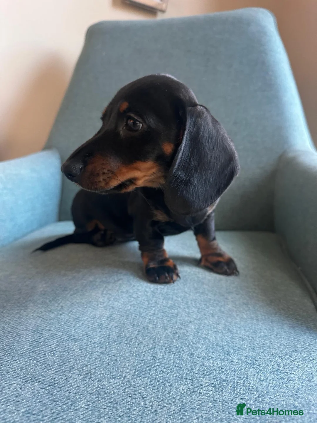 Dachshund dogs for sale: Beautiful Dachshund miniature  - Advert 3