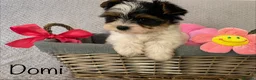 Yorkshire Terrier dogs for sale: Beautiful small Biewer Yorkshire Terrier Pedigree  - Advert 28