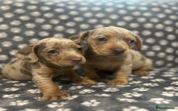 Mixed Breed dogs for sale: Dachshund/fluflly frenchie  - Image 1