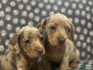 Mixed Breed dogs for sale - Advert 1