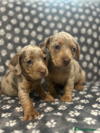 Mixed Breed dogs - Advert 1