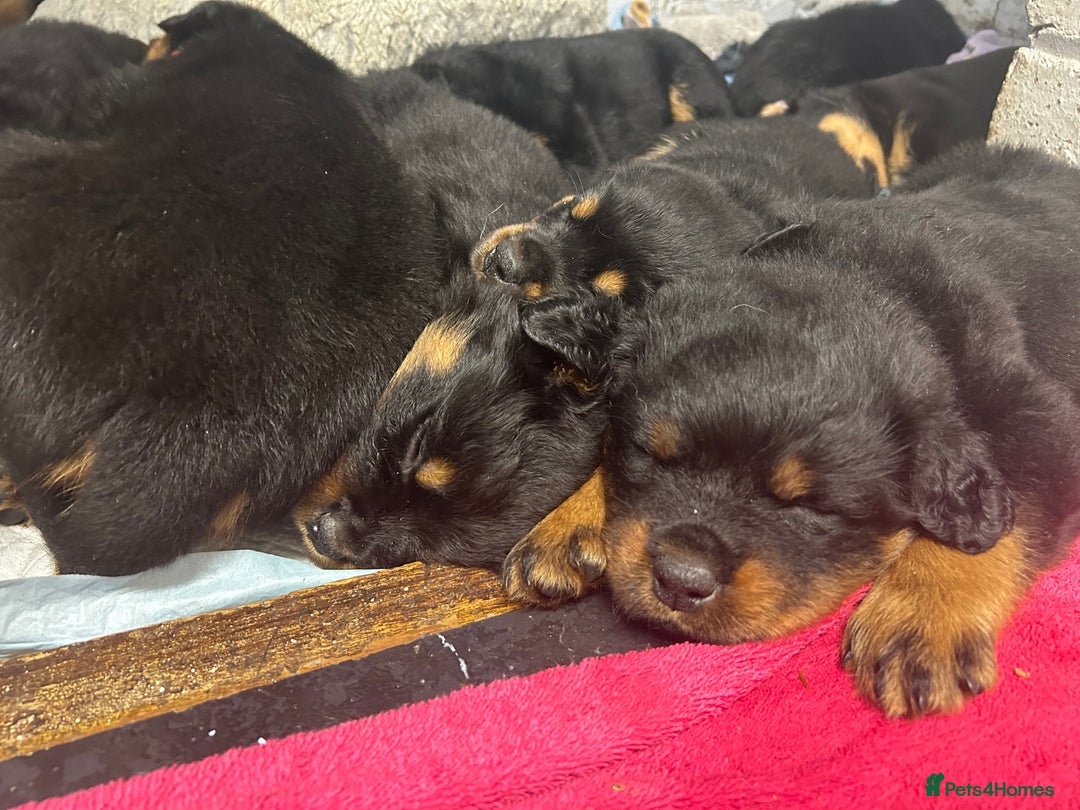 Rottweiler dogs for sale: *** Pedigree Rottweilers due 4th dec*** - Advert 7