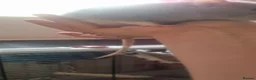 Rat rodents for sale: 2 lovely boys brothers  - Advert 6