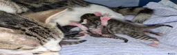 Mixed Breed cats for sale: Five stunning kittens - Advert 17
