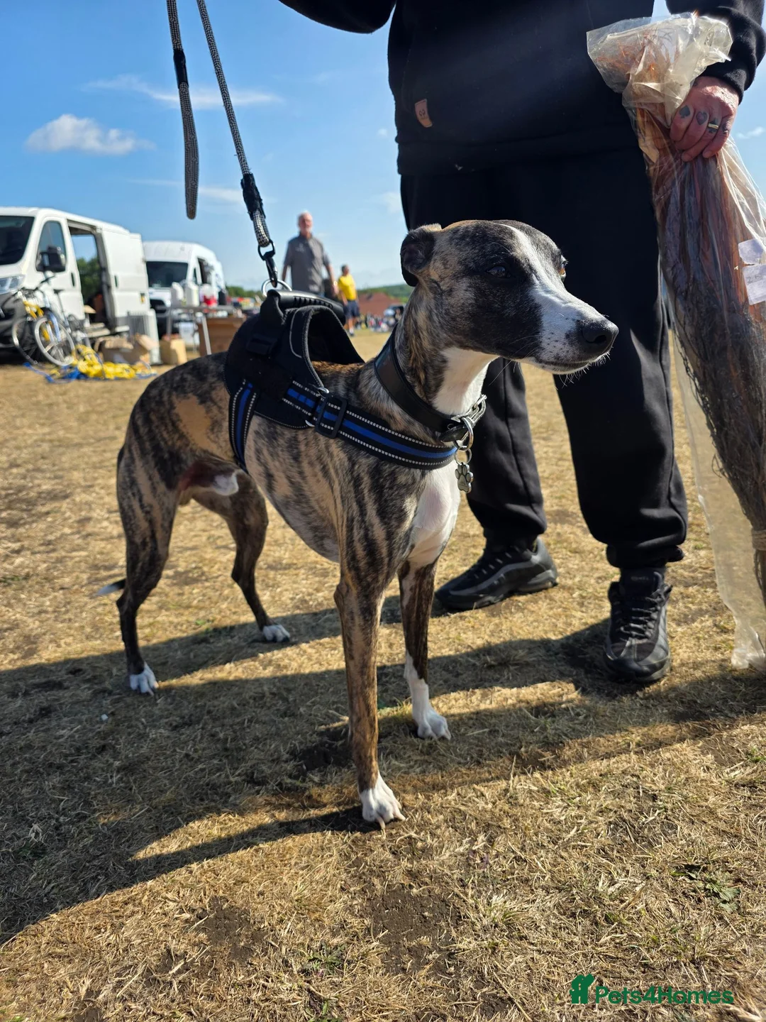 Whippet dogs for stud: Barney - Advert 2
