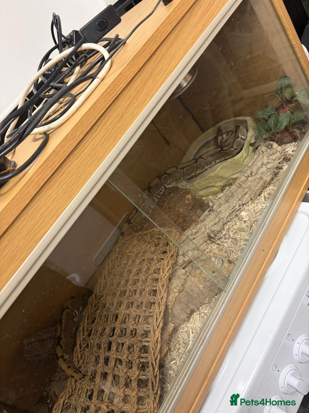 Python Snake reptiles for sale: 2 year old royal python with setup  in Bedworth - Advert 7