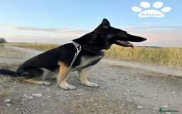 Mixed Breed dogs for sale: Beautiful German Shepherd × ChowXmalamute Puppies - Image 8