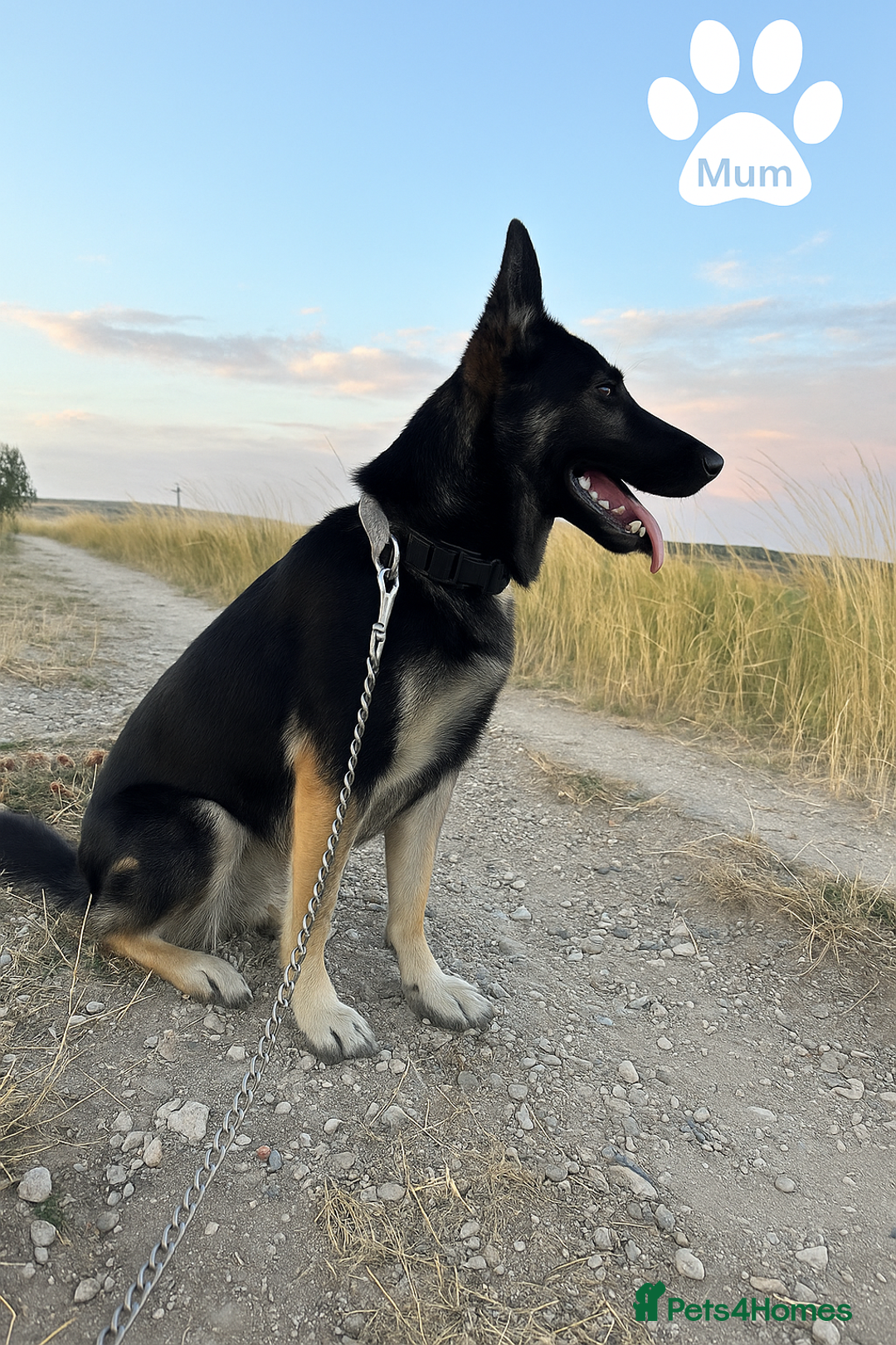 Mixed Breed dogs for sale: Beautiful German Shepherd × ChowXmalamute Puppies - Image 8