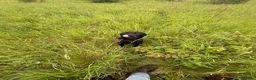 Labrador Retriever dogs for sale: Well trained 10month girl in Seaham - Advert 2