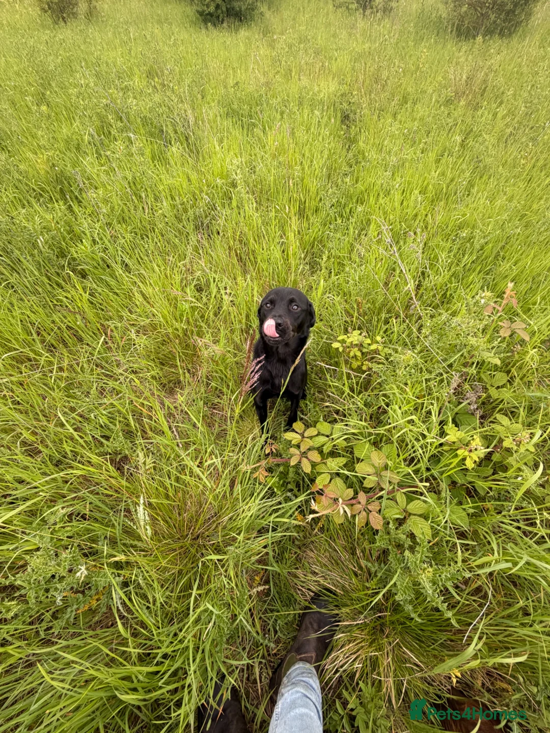 Labrador Retriever dogs for sale: Well trained 10month girl in Seaham - Advert 2