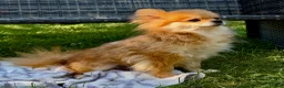 Pomeranian dogs for adoption: DARCY – Miniature Pomeranian - Advert 5