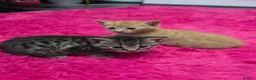 Mixed Breed cats for sale: Beautifull kittens ready to go  - Advert 13