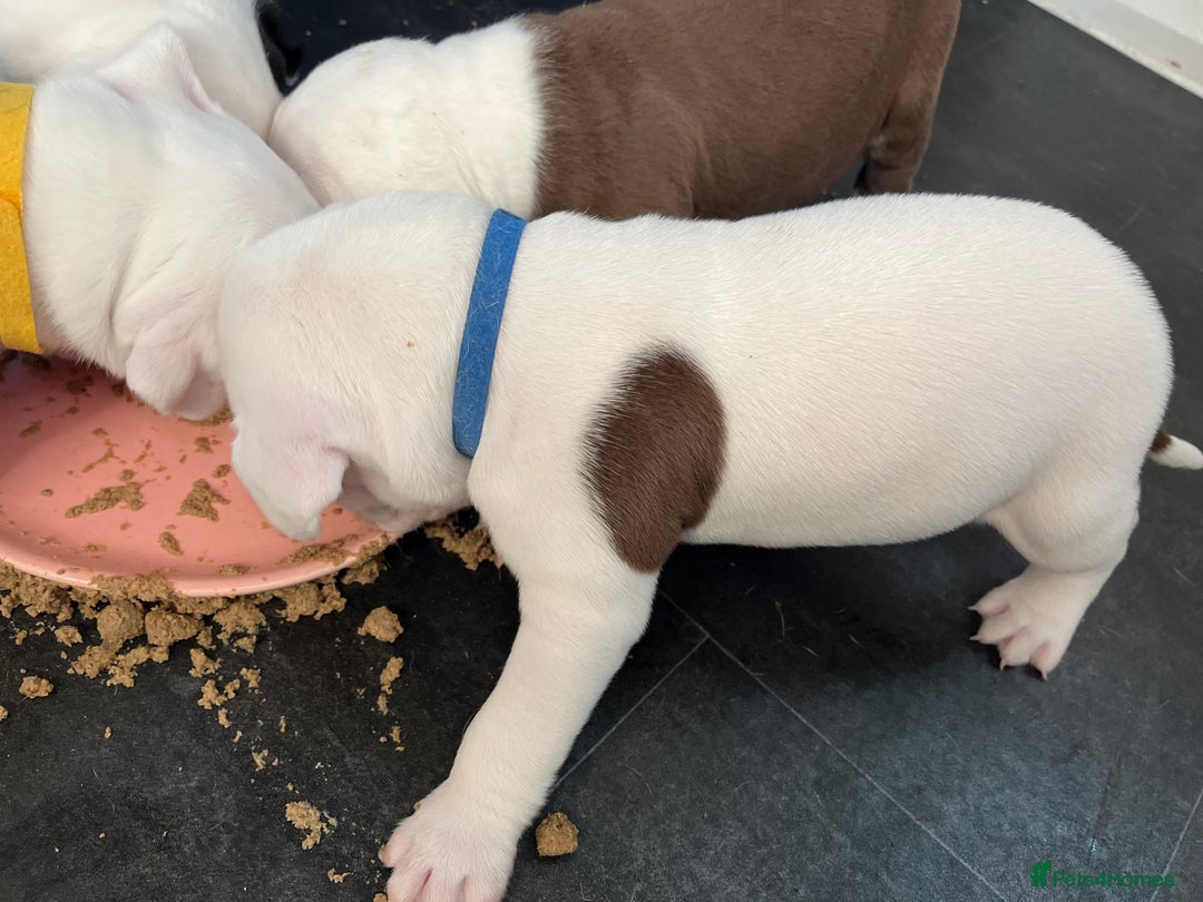 Mixed Breed dogs for sale: 2 beautiful American bully cross staffy puppies - Advert 4