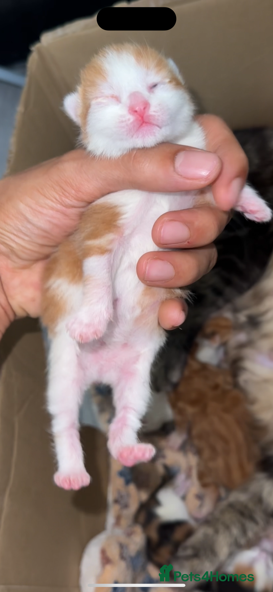 Norwegian Forest Cat cats for sale: Kittens for sale  - Image 12