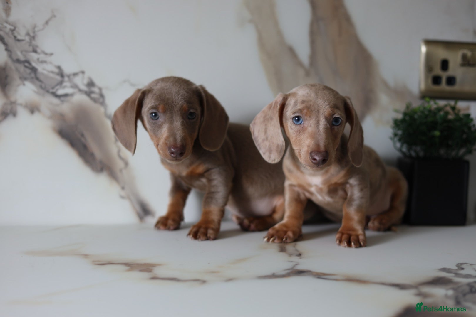 Miniature Dachshund dogs Kc health tested miniature dachshund pups - Advert 1