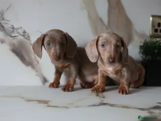 Miniature Dachshund dogs Kc health tested miniature dachshund pups - Advert 2