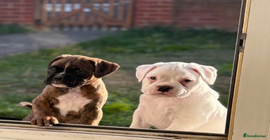 Boxer dogs - Advert 5