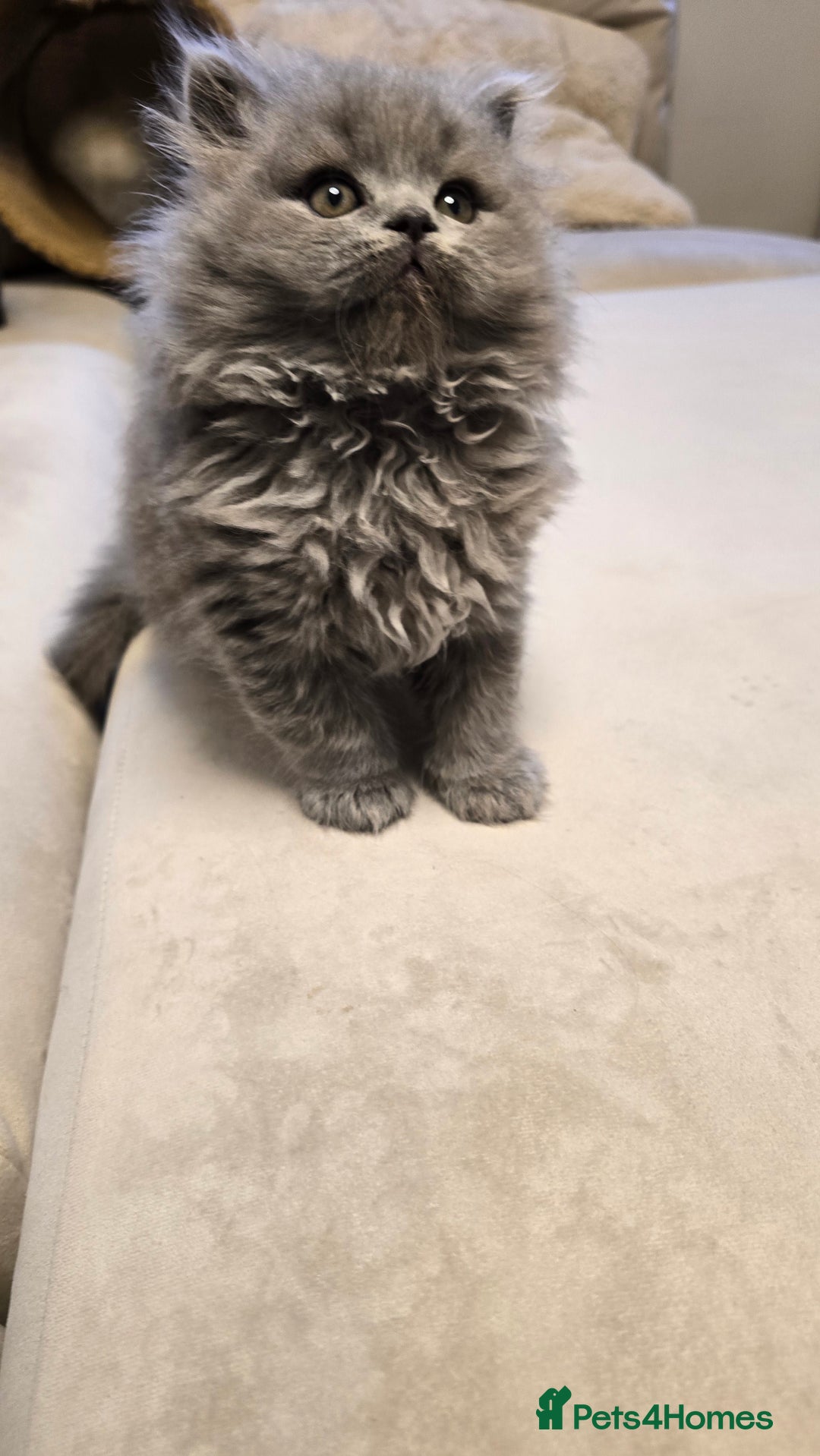 British Shorthair cats for sale: 💫RARE💫 BLACK SMOKE FEMALE & BLUE LONGHAIR MALE  - Advert 23