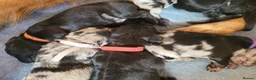 Mixed Breed dogs for sale: 10 Beautiful Huntadoodles in Southampton - Advert 6