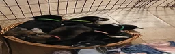 Mixed Breed dogs for sale: Huskador  - Advert 4