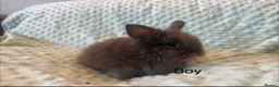 Lionhead rabbits for sale: Mini double maned lionheads £30-£75 - Advert 4