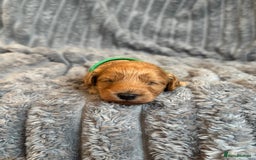 Cavapoo dogs for sale: Beautiful Cavapoo Puppies🐶 - Image 8