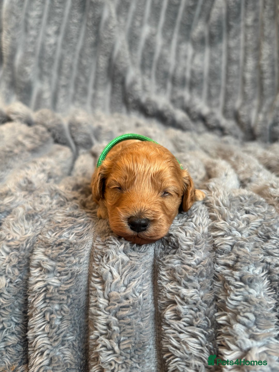 Cavapoo dogs for sale: Beautiful Cavapoo Puppies🐶 - Image 8