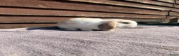Mini Lop rabbits for sale: Baby mini lops  - Advert 7