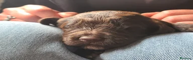 Red Collar aka Sheldon