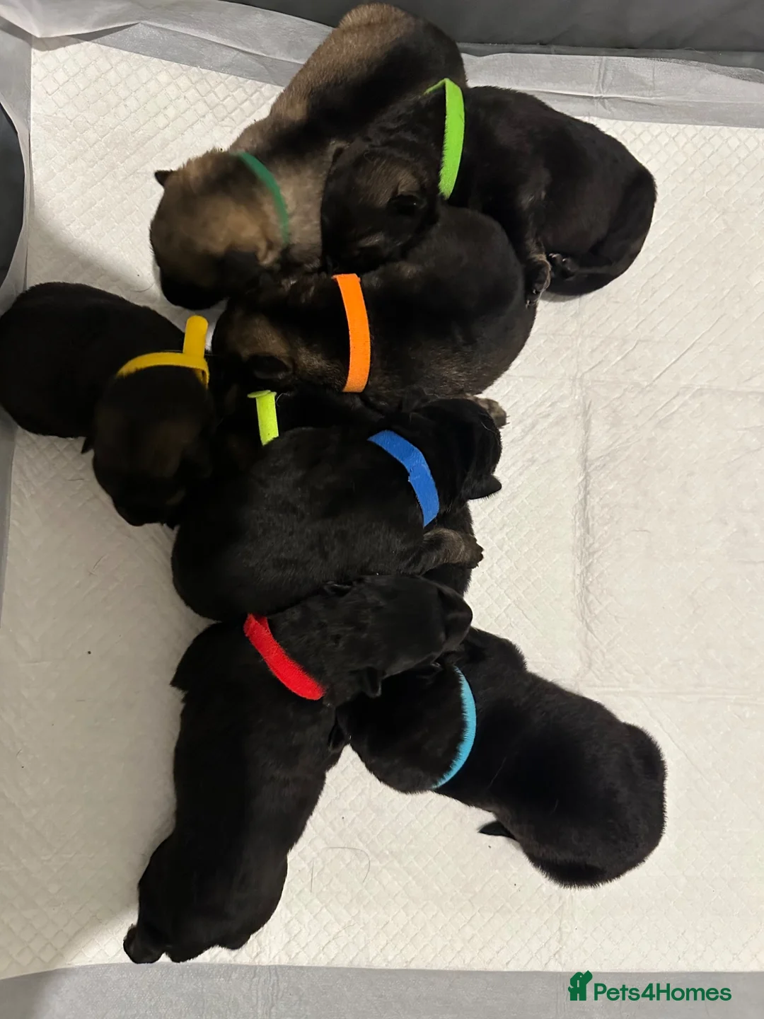 German Shepherd dogs for sale: German Shepherd puppies European line - Advert 2