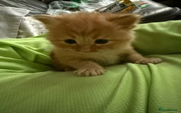 Mixed Breed cats for sale: 3 beautiful maincoon cross kittens  - Image 7