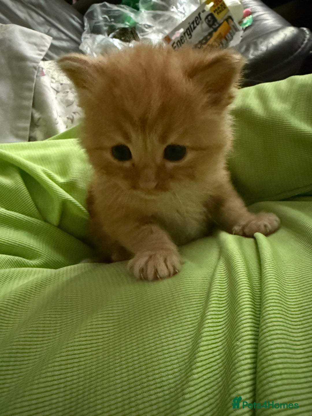 Mixed Breed cats for sale: 3 beautiful maincoon cross kittens  - Image 7