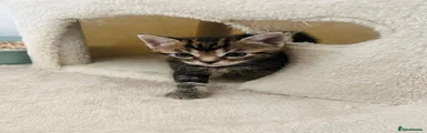 Domestic Shorthair 2