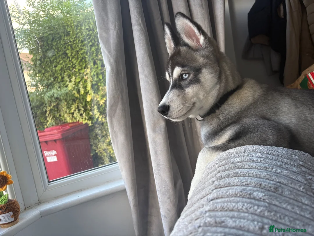 Siberian Husky dogs for sale: Siberian husky  in Slough - Advert 2