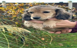 Miniature Dachshund dogs for sale: Miniature L/H Shaded Cream girl - Image 1