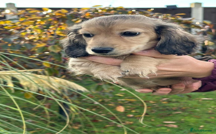 Miniature Dachshund dogs - Advert 15