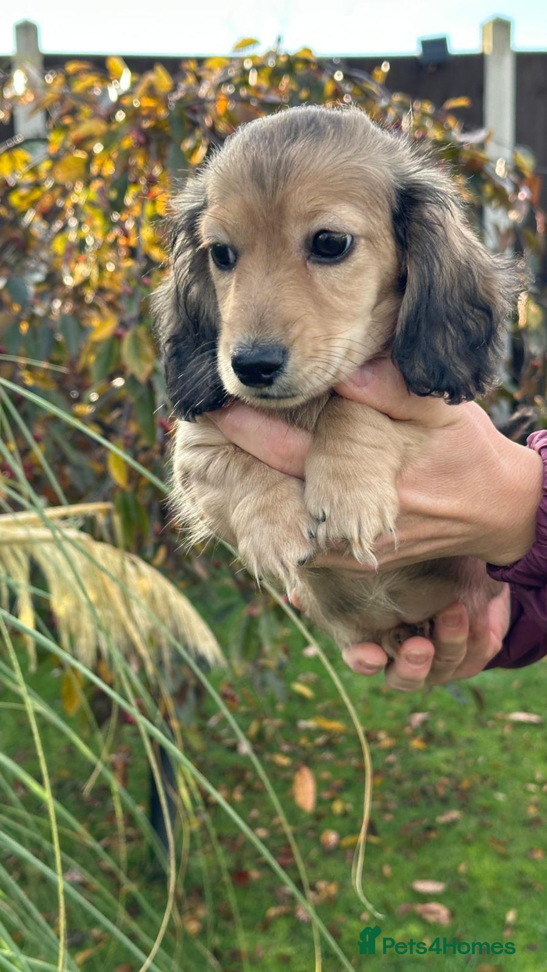 Miniature Dachshund dogs for sale: Miniature L/H Shaded Cream girl - Image 1