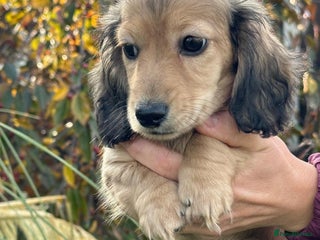 Miniature Dachshund dogs - Advert 8