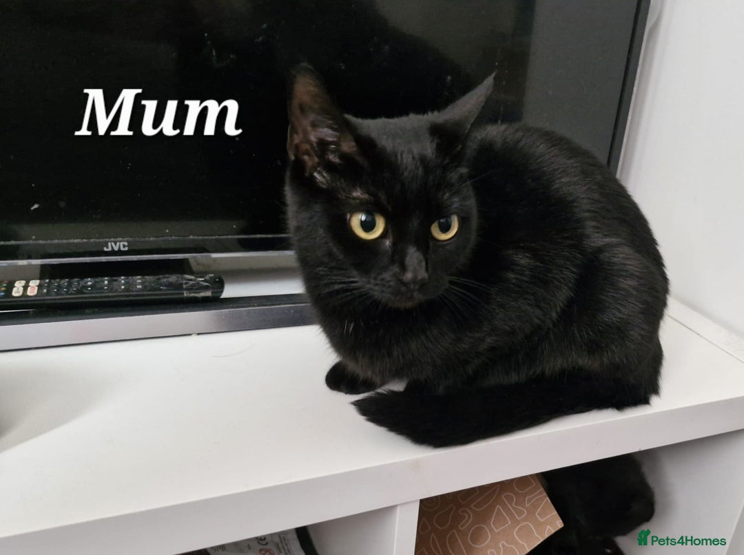 Mixed Breed cats for sale: Stunning Short-hair Kittens - Advert 14