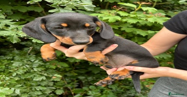 Miniature Dachshund dogs - Advert 10