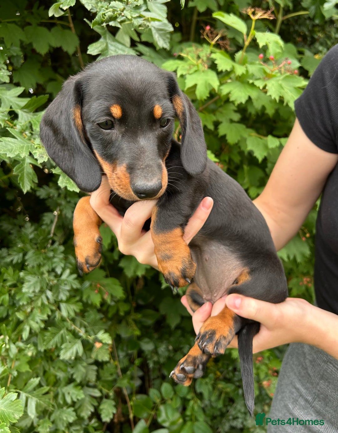 Miniature Dachshund dogs for sale: ABSOLUTELY GORGEOUS MINI DACHSHUND PUPS - Image 6