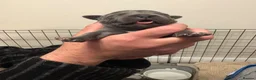 Staffordshire Bull Terrier dogs for sale: Stunning staffy puppies in Redditch - Advert 8