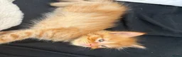 Mixed Breed cats for sale: 4 Ginger Boys, 2 Tortie cats  - Advert 15