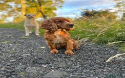 Cockerdor dogs for sale: Cockerdor puppies - Advert 1